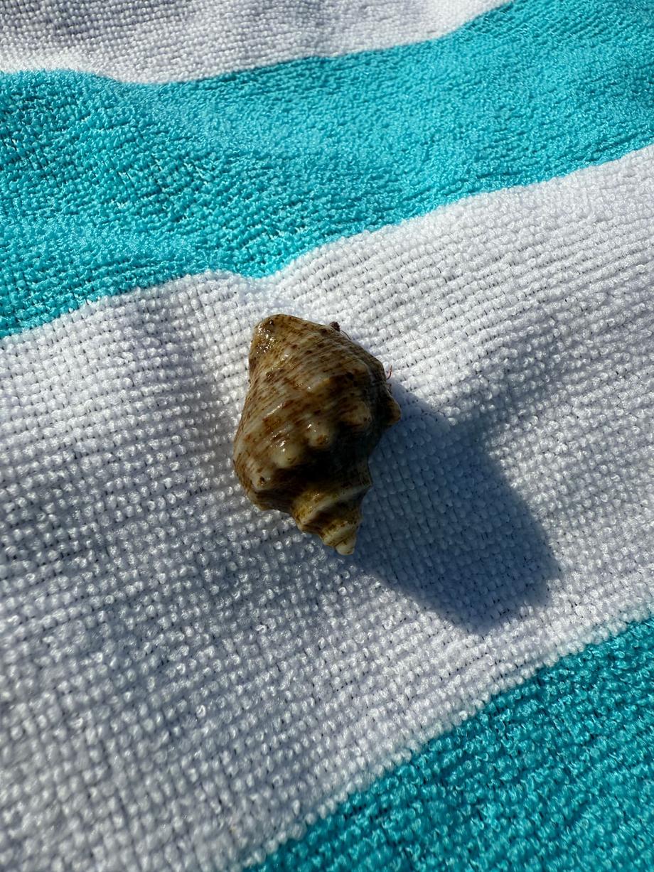 rapana whelk