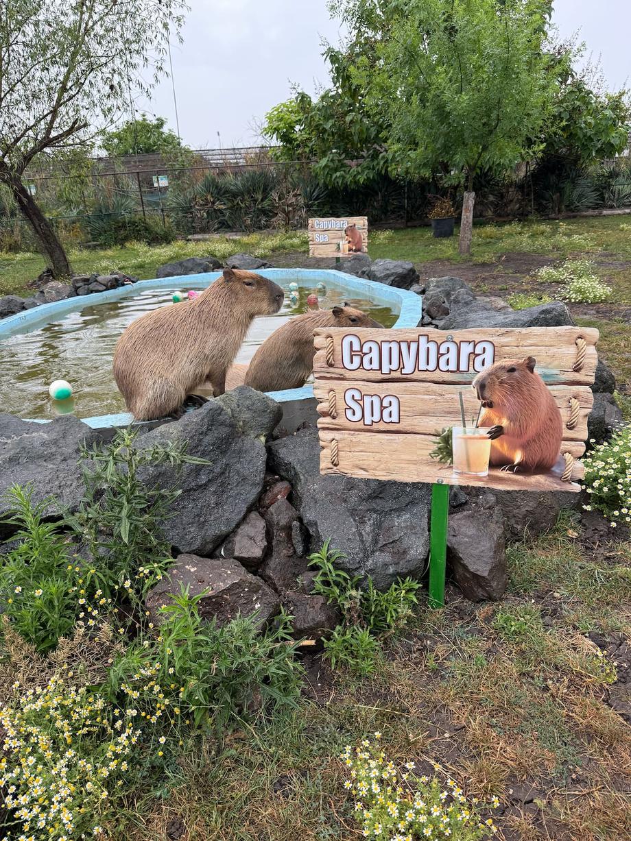 Capybara Spa