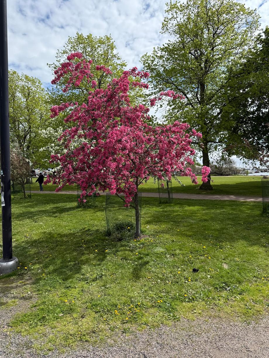 pretty pink tree