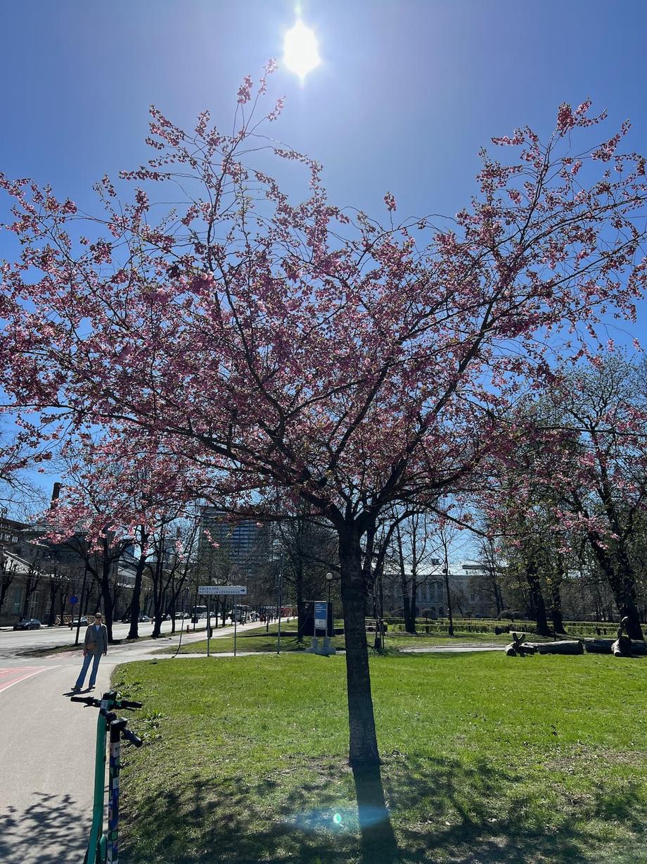 blossoming tree