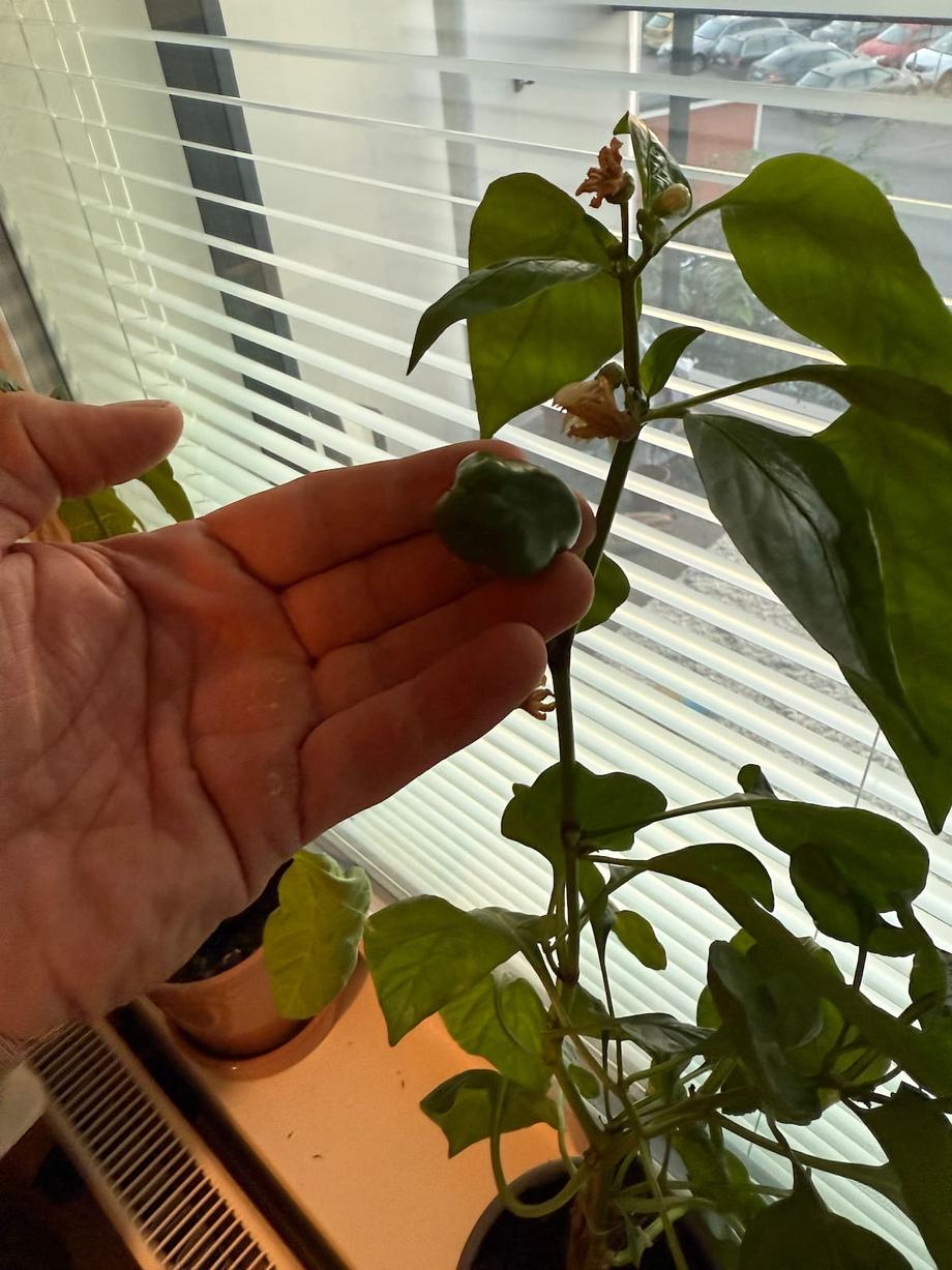 2nd pepper on the plant