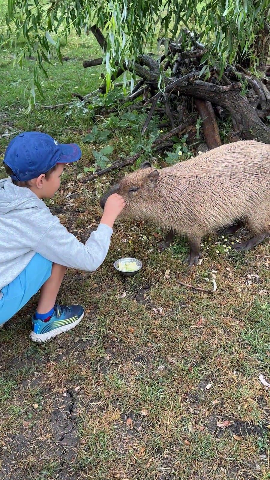 Petting capybara