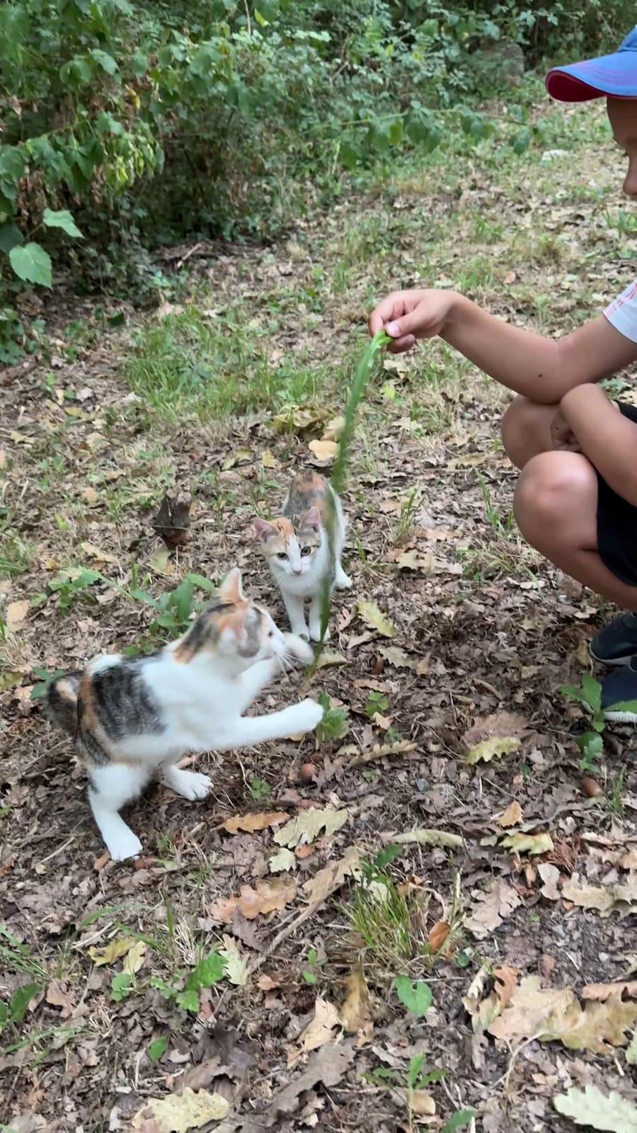 Playing with the Kiten kittens