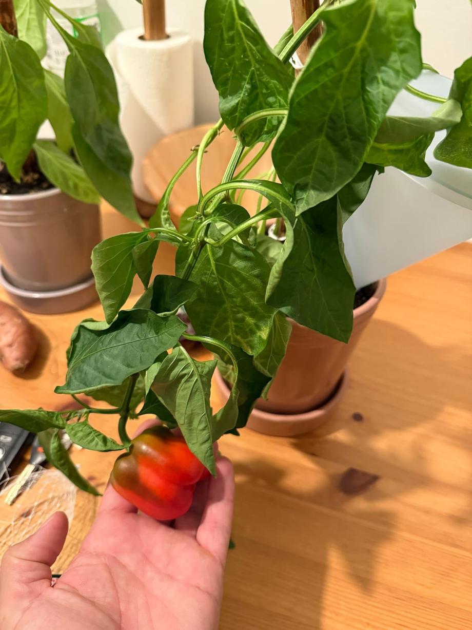 The plants survived our abscense