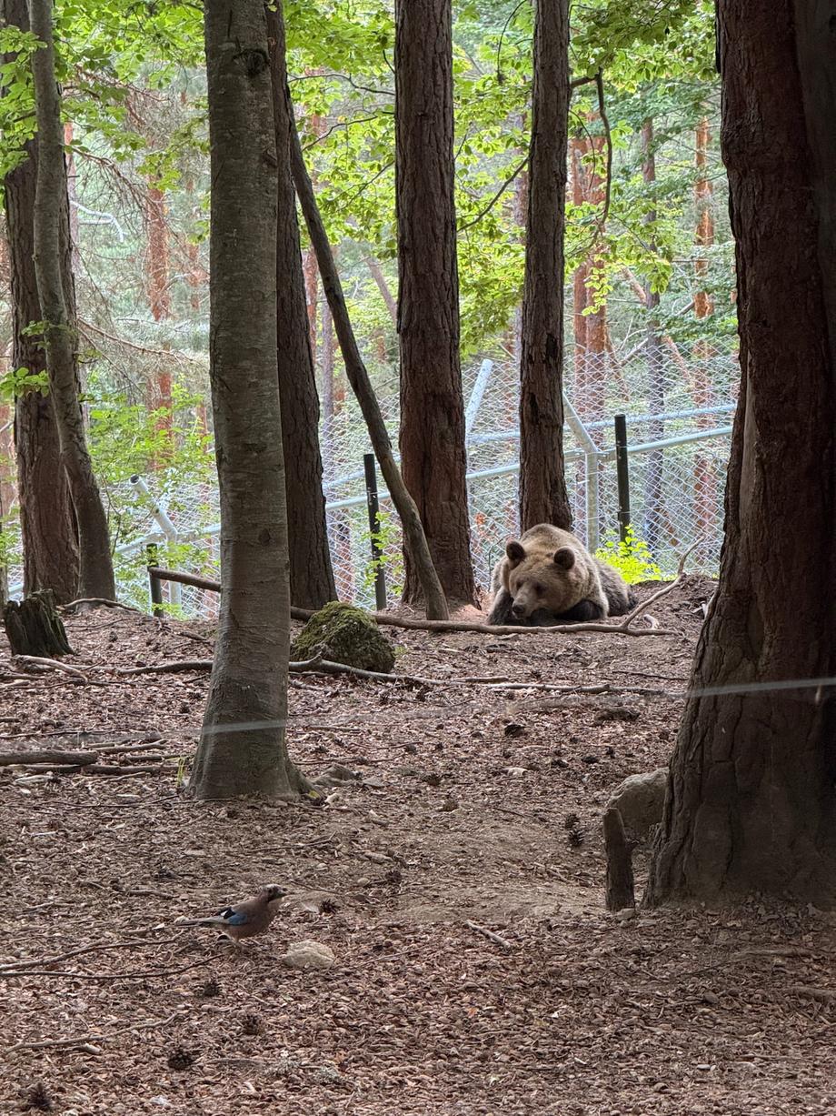 Bear in the bear sanctuary