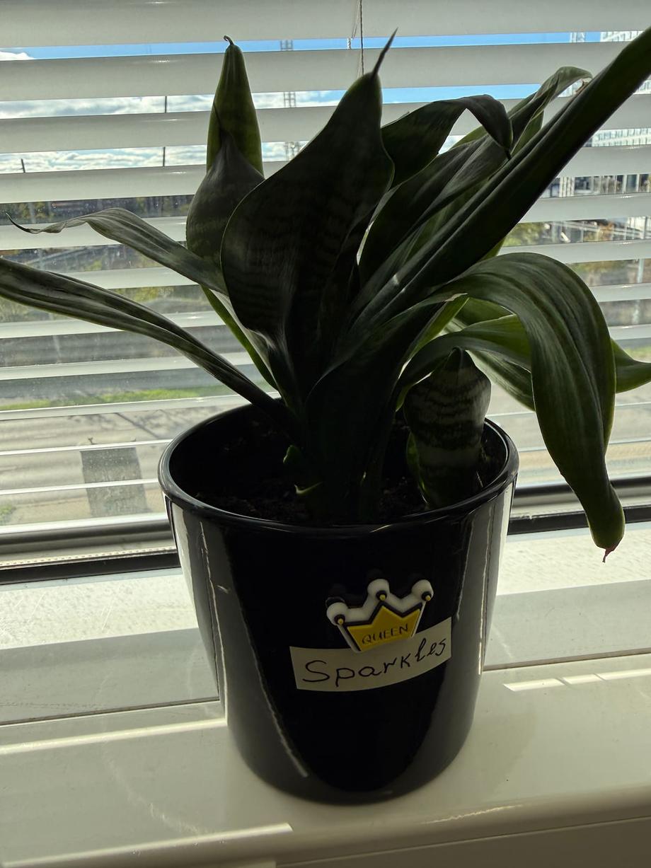 the work plant - Queen Sparkles