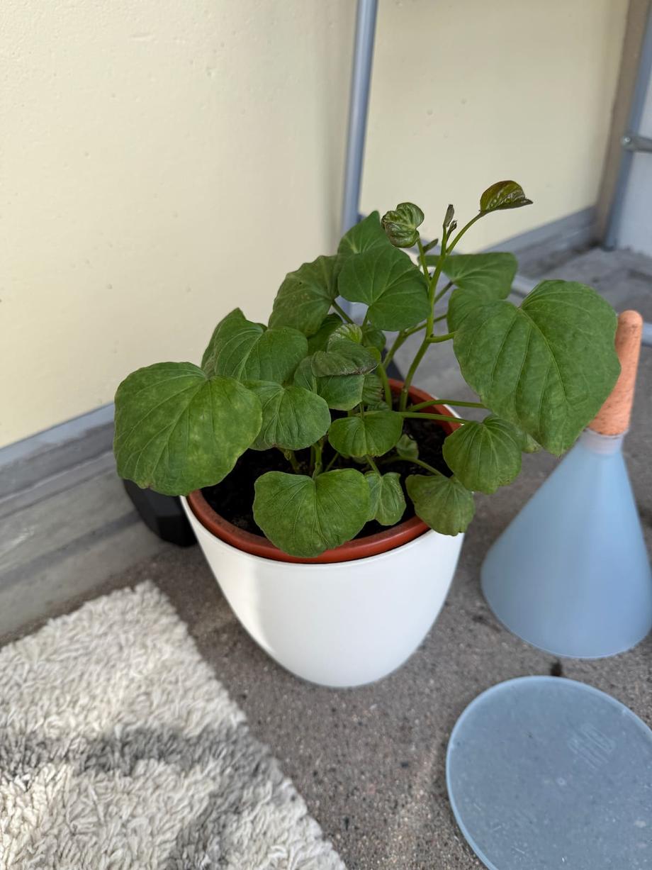 sweet potato plant