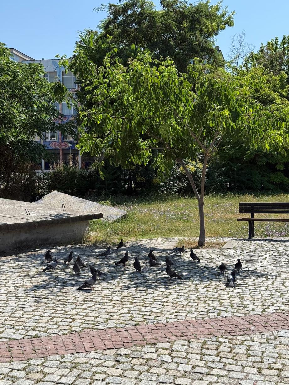 pigeon park