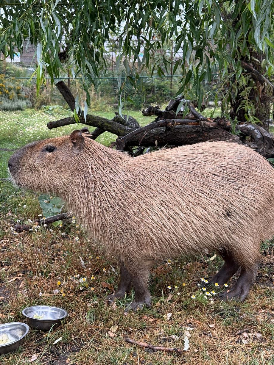 Capybara 1